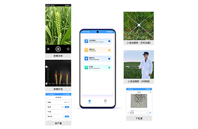 湘西土家族苗族自治州小麦亩穗数分…